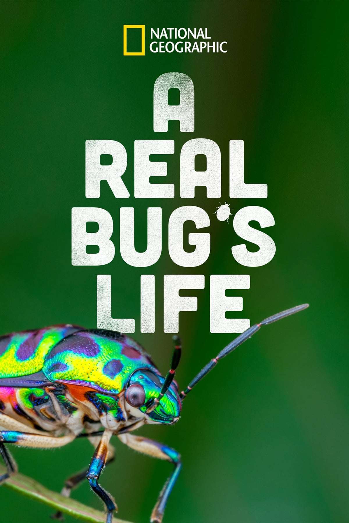 A Real Bug’s Life - Temporada 1