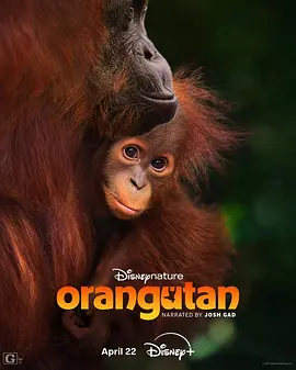 Orangutan