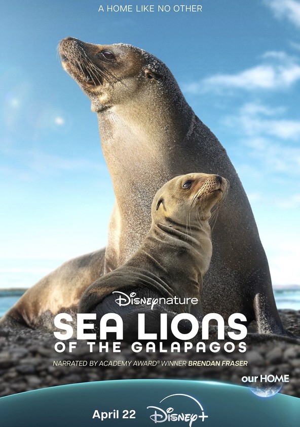 Sea Lions of the Galapagos