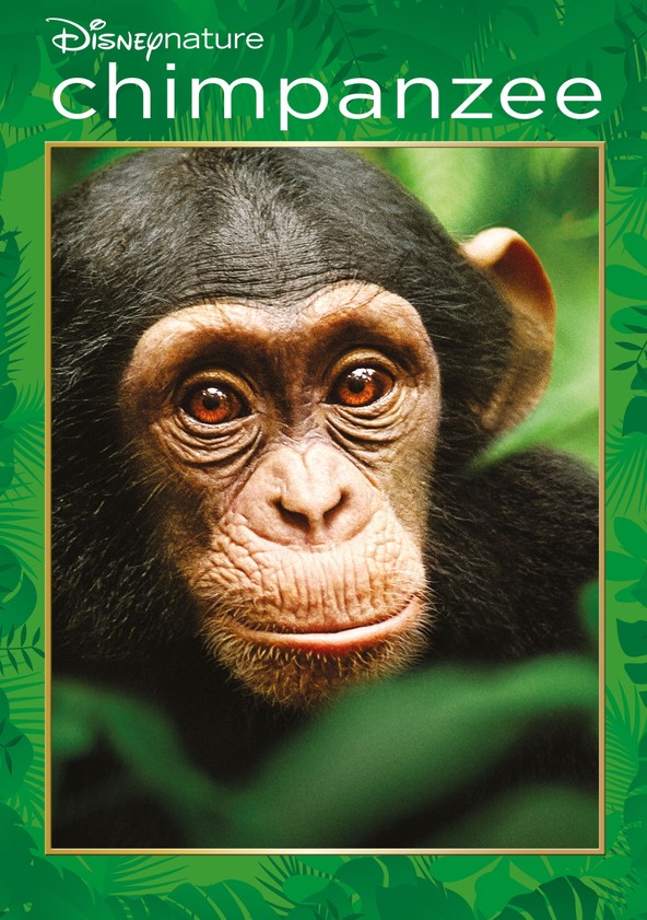 Chimpancés