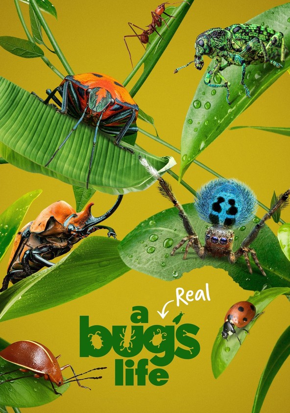 Bichos: una verdadera aventura en miniatura - Temporada 1